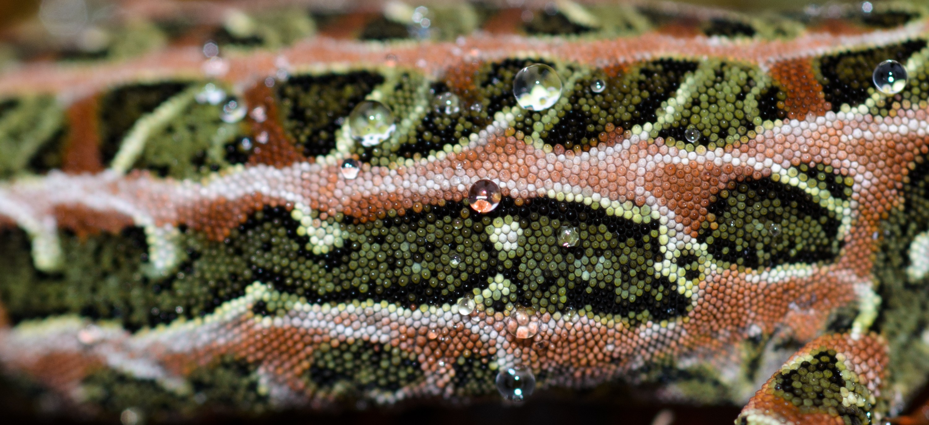 DSC_3029-2 – Adventure, Crispin, Hoplodactylus, Island, March 2017, National Park, New, New Zealand, Rakiura, South, Stewart, Tukutuku rakiurae, Zealand, amazing, gecko, harlequin gecko, rare, stunning